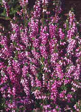 Erica darleyensis width=