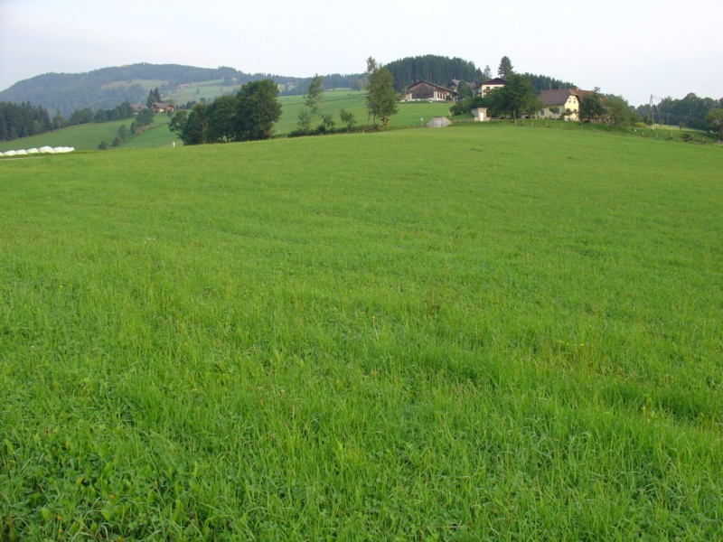 Alpeggio