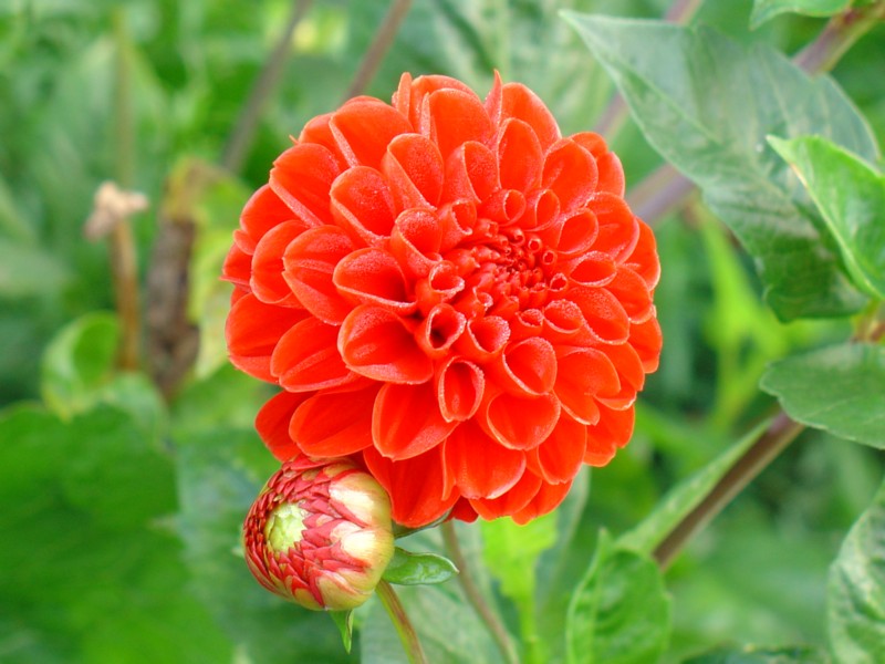 Fiore