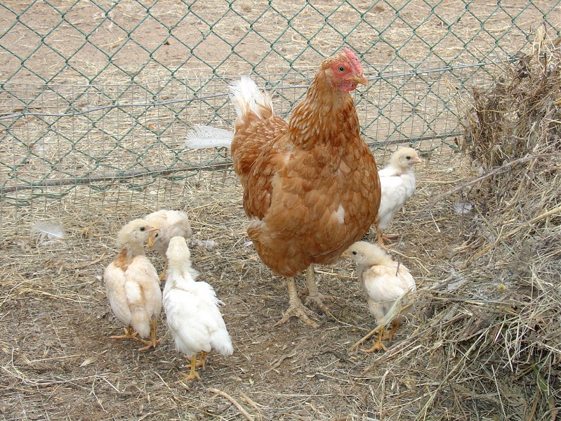 Chioccia e pulcini
