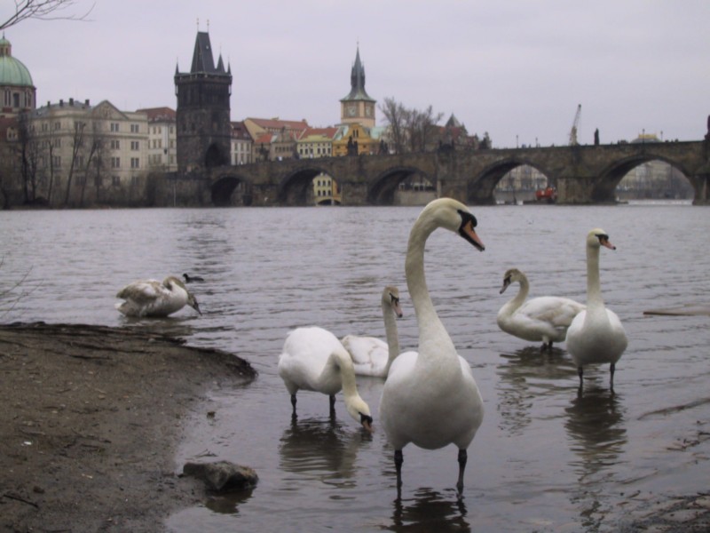 Praga - Ponte Carlo