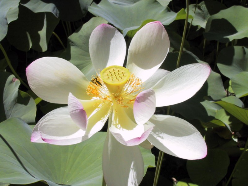 Fiore di loto