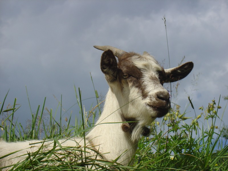Capra