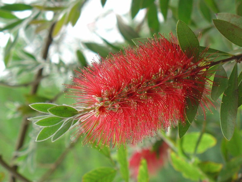 Fiore