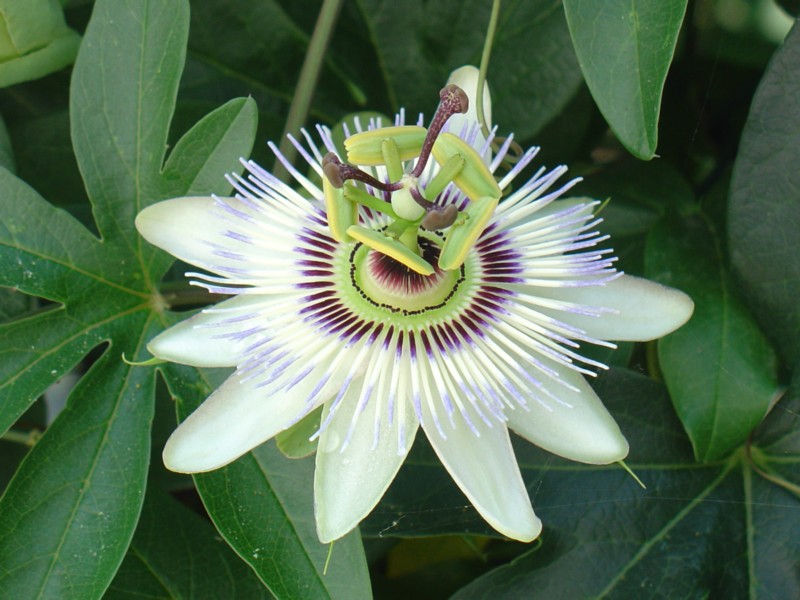 Fiore