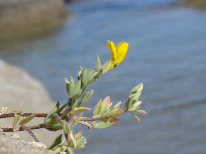 Fiori