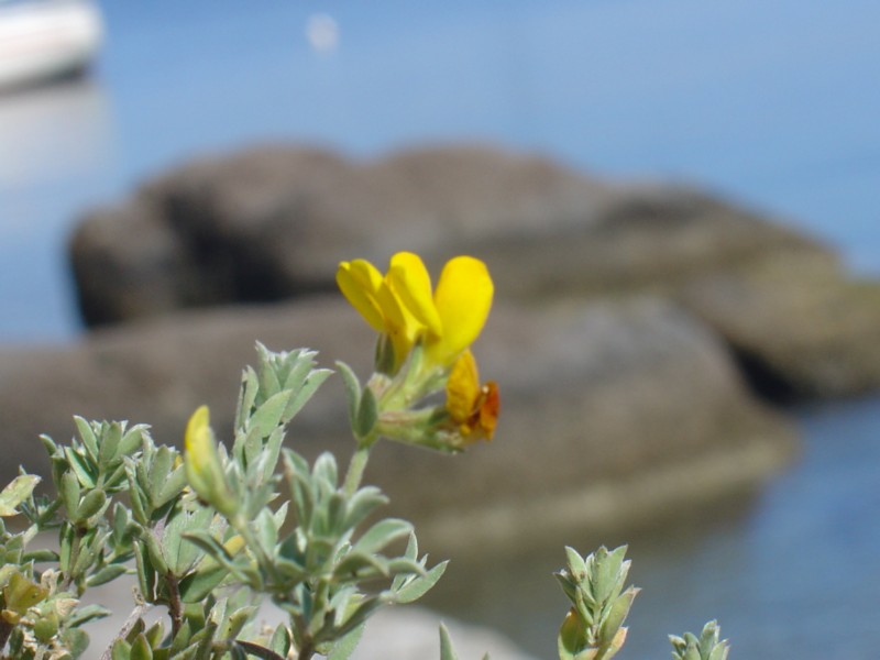 Fiori