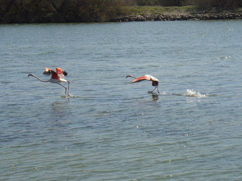 Camargue - Fenicotteri rosa