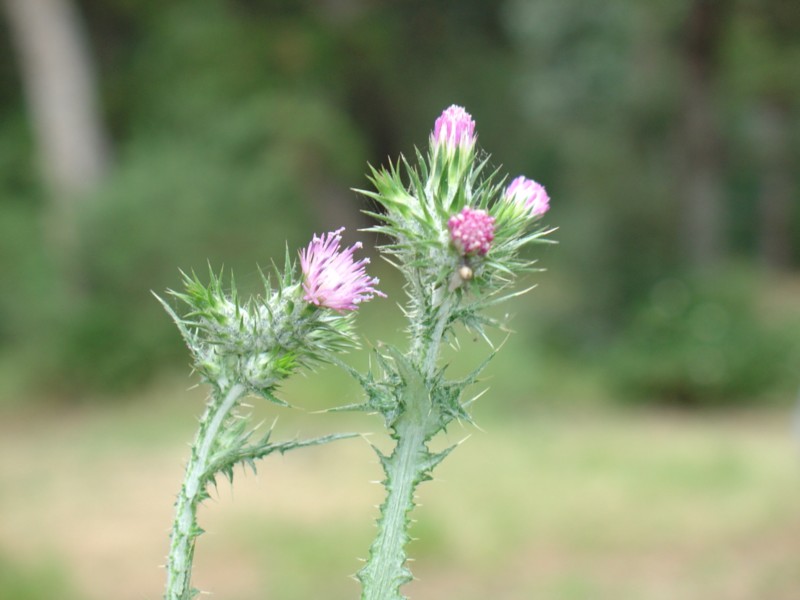 Fiore di cardo