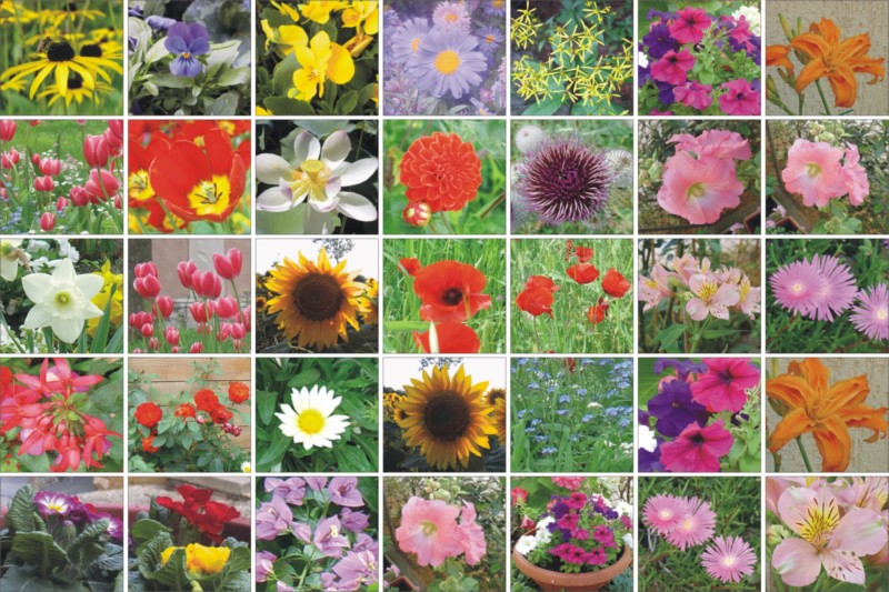 Composizione di fiori