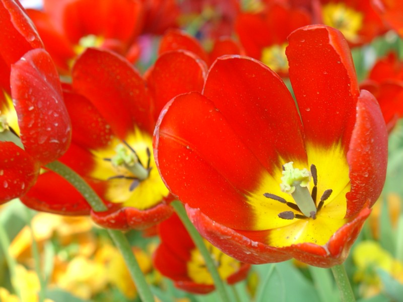 Fiori