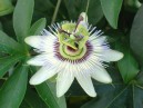 Fiore