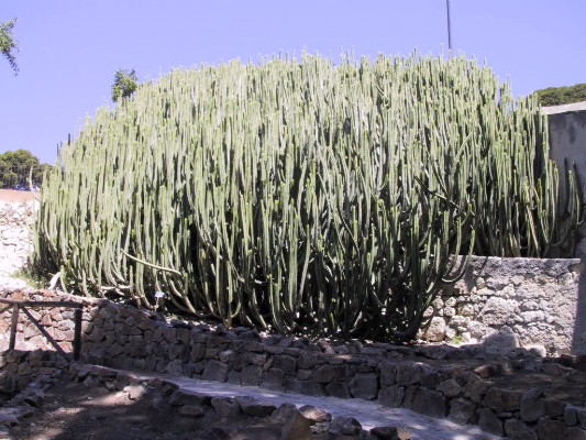 Cagliari - Giardino Botanico 