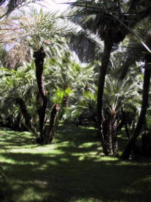 Cagliari - Giardino Botanico 