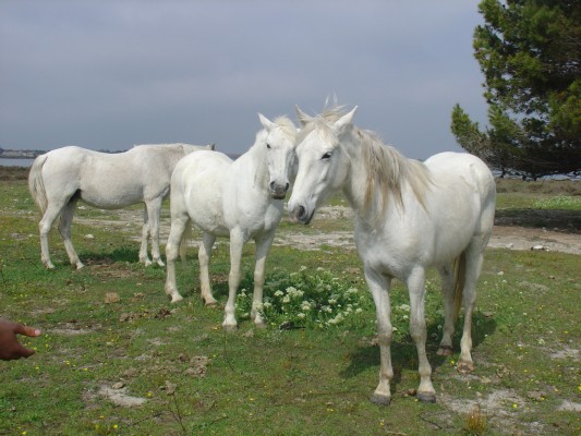 I cavalli allo stato brado