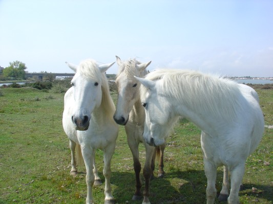 I cavalli allo stato brado