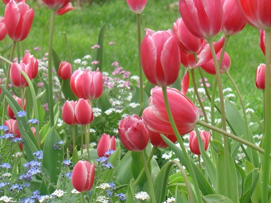 Zara - tulipani