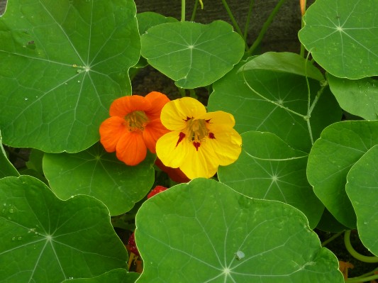 Fiori