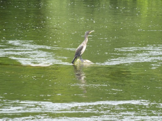 Limerick - Shannon River - airone
