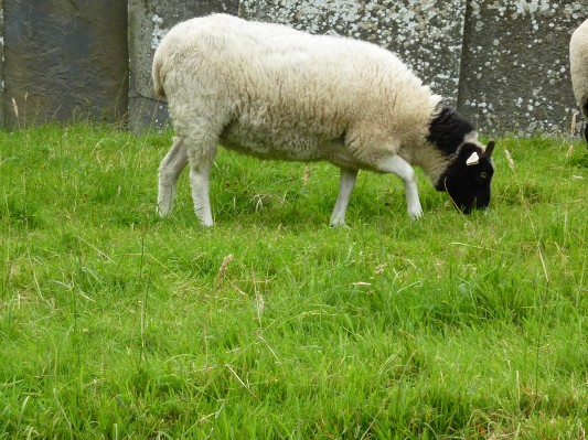 Parco popolare di Bunratty - Pecora dal muso nero