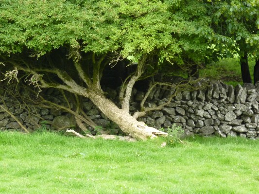 Parco popolare di Bunratty - albero piegato