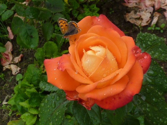 Rosa con farfalla