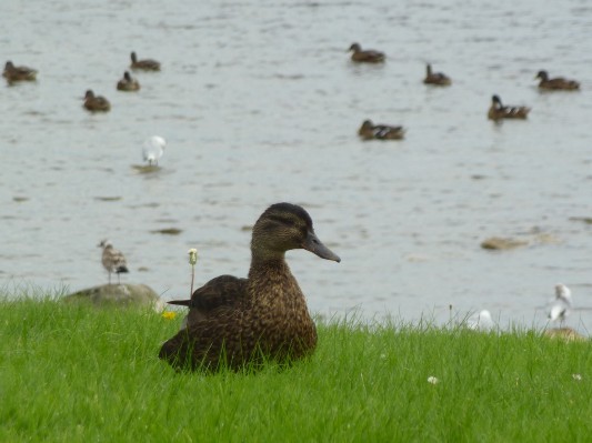 Lago Lough Derg formato dal fiume Shannon - anatra