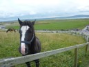 Cliffs of Moher - cavallo e panorama