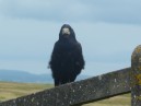 Cliffs of Moher - Corvo