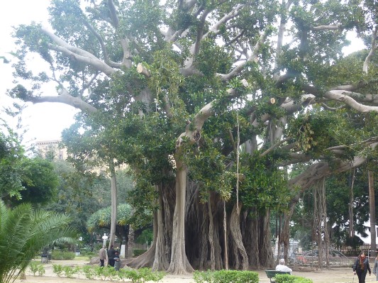 L'albero più grande d' Italia si trova a Palermo, in piazza Marina. È un ficus magnolioides del Giardino Garibaldi.