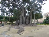 L'albero più grande d' Italia si trova a Palermo, in piazza Marina. È un ficus magnolioides del Giardino Garibaldi.