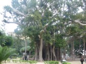 L'albero più grande d' Italia si trova a Palermo, in piazza Marina. È un ficus magnolioides del Giardino Garibaldi.