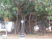 L'albero più grande d' Italia si trova a Palermo, in piazza Marina. È un ficus magnolioides del Giardino Garibaldi.