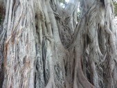 L'albero più grande d' Italia si trova a Palermo, in piazza Marina. È un ficus magnolioides del Giardino Garibaldi.