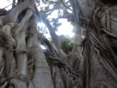 L'albero più grande d' Italia si trova a Palermo, in piazza Marina. È un ficus magnolioides del Giardino Garibaldi.