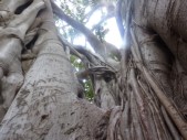 L'albero più grande d' Italia si trova a Palermo, in piazza Marina. È un ficus magnolioides del Giardino Garibaldi.