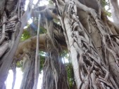 L'albero più grande d' Italia si trova a Palermo, in piazza Marina. È un ficus magnolioides del Giardino Garibaldi.