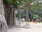 L'albero più grande d' Italia si trova a Palermo, in piazza Marina. È un ficus magnolioides del Giardino Garibaldi.