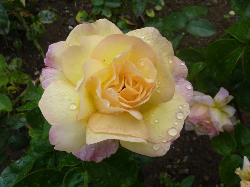 Limerick - rosa dopo la pioggia