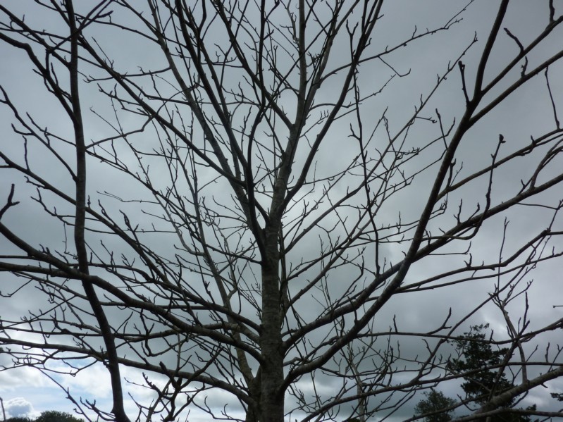 Irlanda - Killaloe - County Clare - albero spoglio