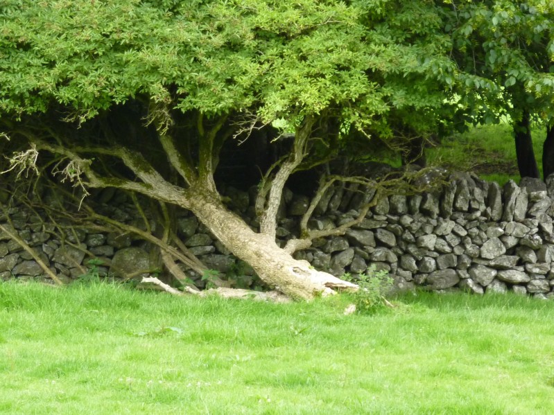 Irlanda -  Parco popolare di Bunratty - Albero piegato