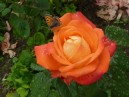 Limerick - Rosa e farfalla