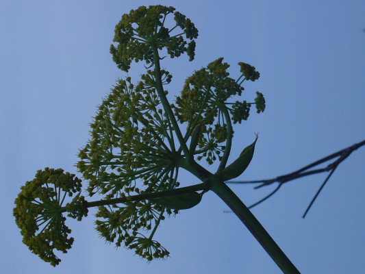 Ventotene - Finocchio selvatico