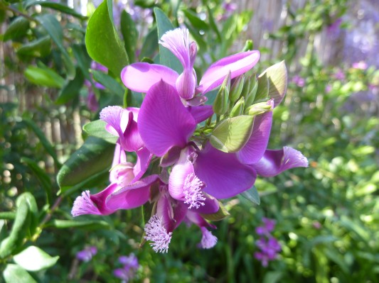 Fiori