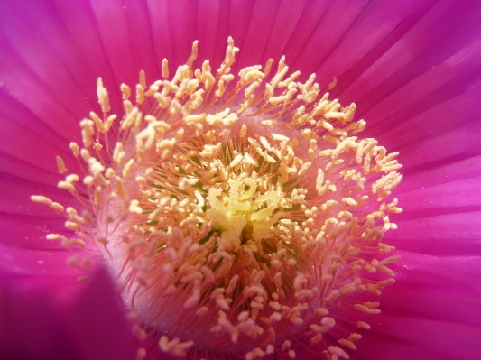 Fiore
