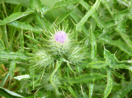 Fiore di cardo