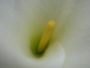 Calla