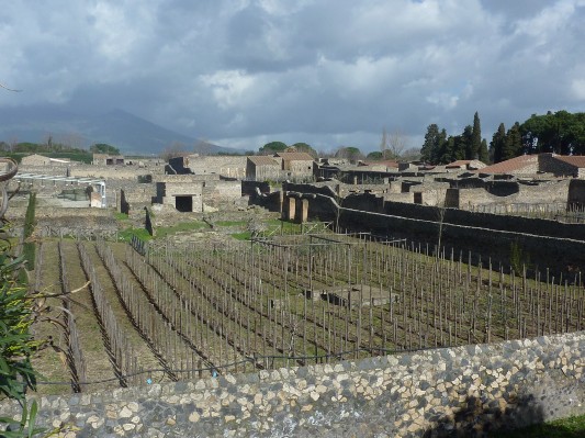 Pompei - le vigne